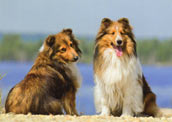 Am.Sheltie