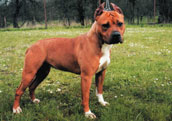 Amerikansk Staffordshire Terrier
