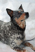 Aus.Cattle Dog