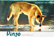 Aus.Dingo