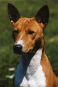 Basenji