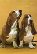 Basset Hound