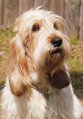 Basset Griffon Vendeen