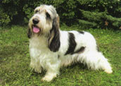 Basset Griffon Vendeen