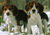 Beagle