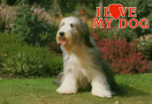 Bearded Collie