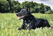 Beauceron