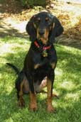 Black and tan Coonhound