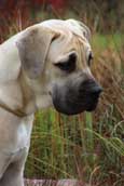 Boerboel