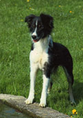 Border Collie