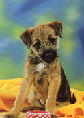 Border Terrier