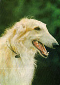 Borzoi