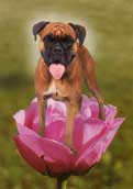 Bullmastiff