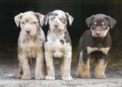 Catahoula Leopard Dog