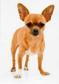 Chihuahua (korthårig)