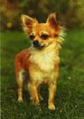 Chihuahua (långhårig)