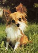 Chihuahua (långhårig)
