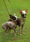 Chinese Crested (hairless)