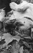 Engelsk Mastiff