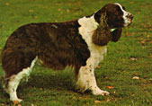 Field Spaniel