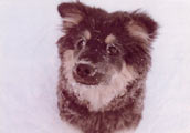 Finsk Lapphund