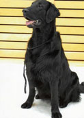 Flatcoated Retriever