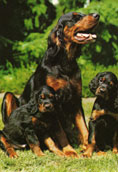 Gordonsetter