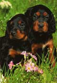 Gordonsetter