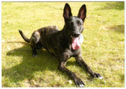 Holl&auml;ndsk Herdehund