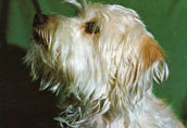 Irish Glen Of Imaal Terrier