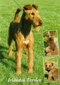 Irl&auml;ndsk Terrier