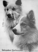 Isl&auml;ndsk F&aring;rhund