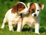 Jack Russel (slät hårig)