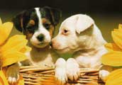 Jack Russel (slät hårig)