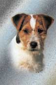 Jack Russell (strävhårig)
