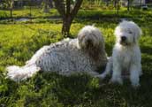 Komondor