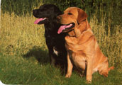 Labrador Retriever
