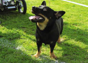 Lancashire Heeler