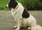 Landseer