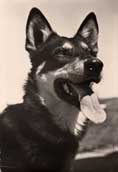 Lapsk Vallhund