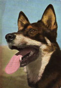 Lapsk Vallhund