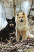 Lapsk Vallhund