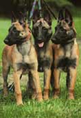 Malinois