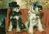 Mellanschnauzer