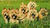 Norwichterrier