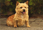 Norwichterrier