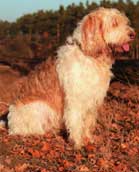 Otterhound