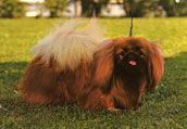 Pekingese