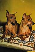 Pinscher
