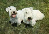 Sealyhamterrier